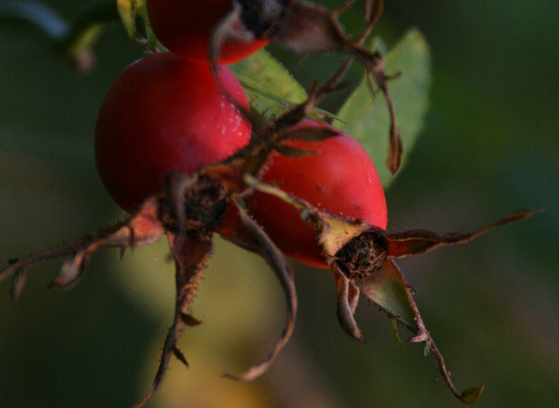 die vier Zyklusphasen, innerer Herbst