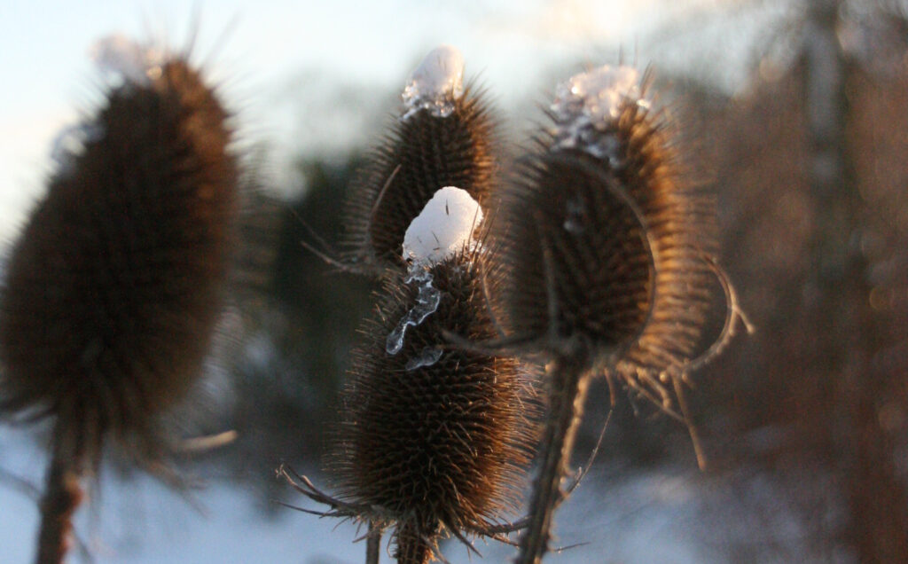 die vier Zyklusphasen, innerer Winter